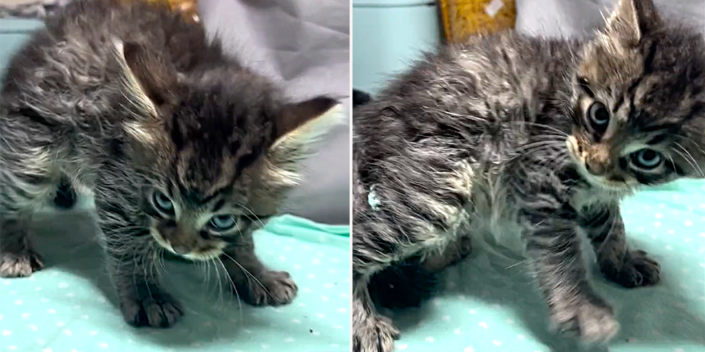 Wild Kitten Abandoned At Adoption Suddenly Finds Himself Safe And Loved