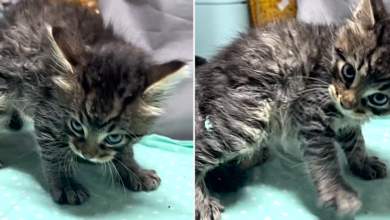 Wild Kitten Abandoned At Adoption Suddenly Finds Himself Safe And Loved
