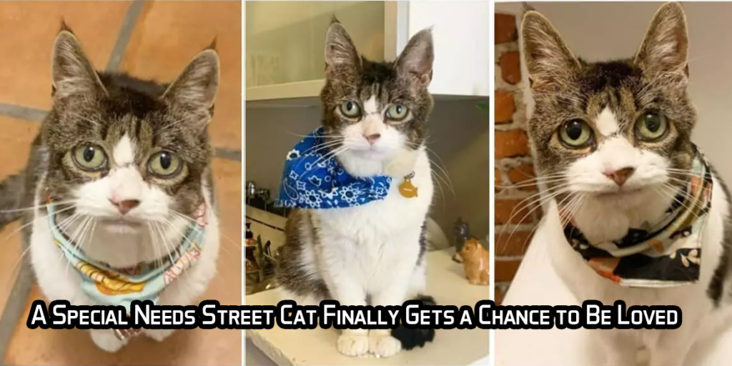 A Special Needs Street Cat Finally Gets a Chance to Be Loved