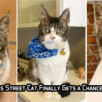 A Special Needs Street Cat Finally Gets a Chance to Be Loved