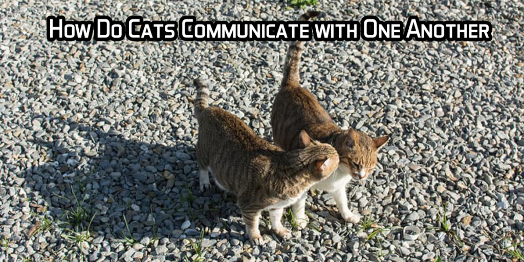 How Do Cats Communicate with One Another?