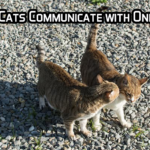 How Do Cats Communicate with One Another?