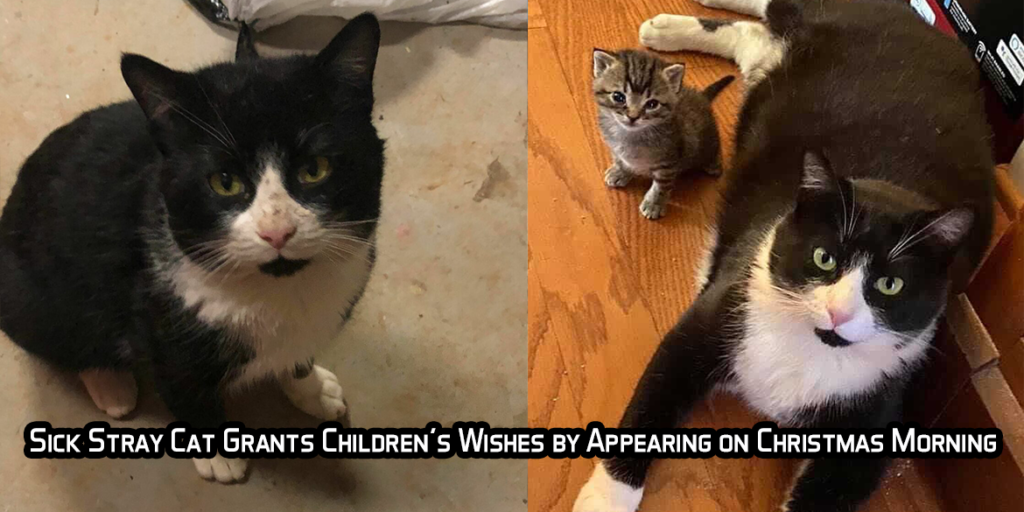 Sick Stray Cat Grants Children’s Wishes by Appearing on Christmas Morning