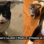 Sick Stray Cat Grants Children’s Wishes by Appearing on Christmas Morning