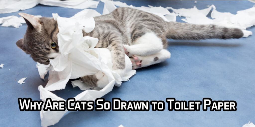 Why Are Cats So Drawn to Toilet Paper?