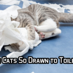 Why Are Cats So Drawn to Toilet Paper?