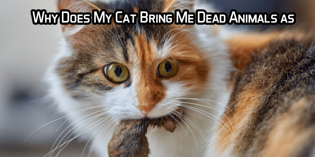 Why Does My Cat Bring Me Dead Animals as “Gifts”?