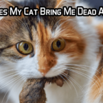 Why Does My Cat Bring Me Dead Animals as “Gifts”?